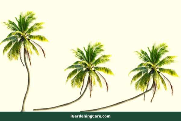 palm tree bending