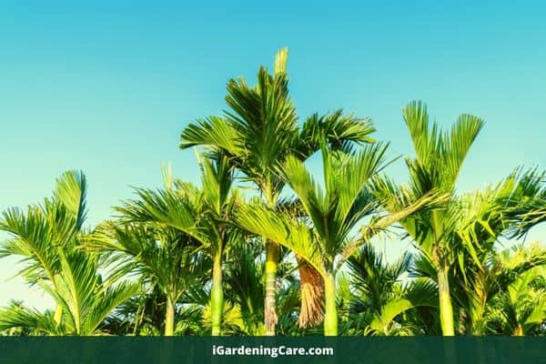 Do Palm Tree Stop Growing
