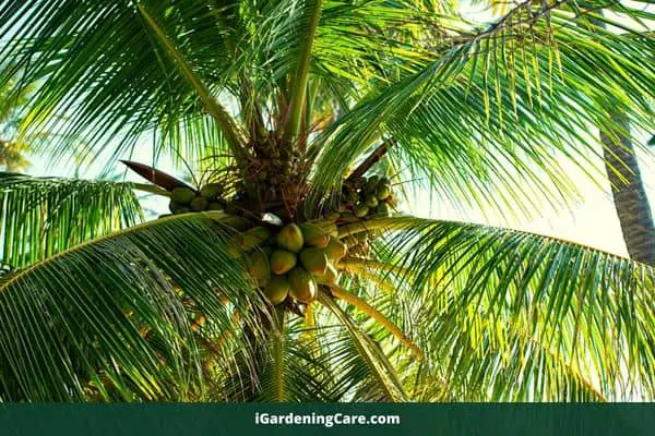 What Are The Benefits Of Palm Fruit