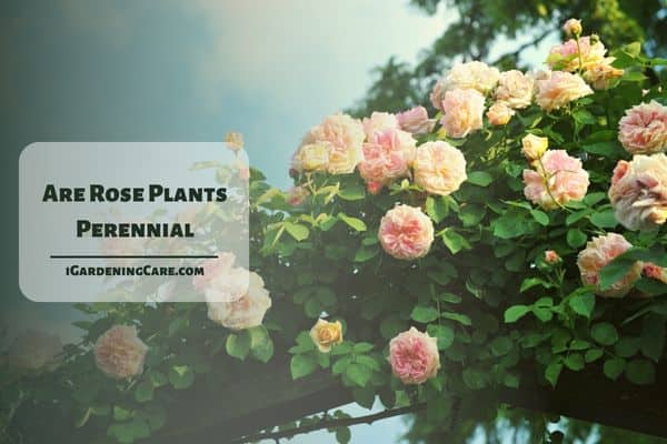 Are rose plants perennial