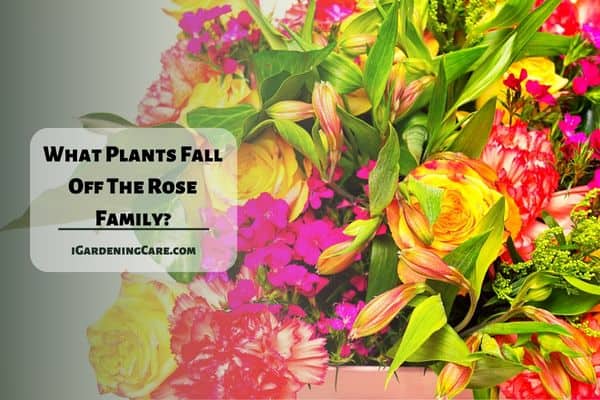 What Plants Fall Off The Rose Family?