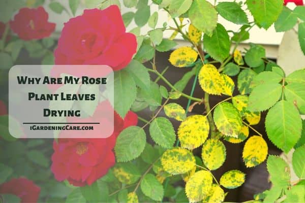 Why Are My Rose Plant Leaves Drying?