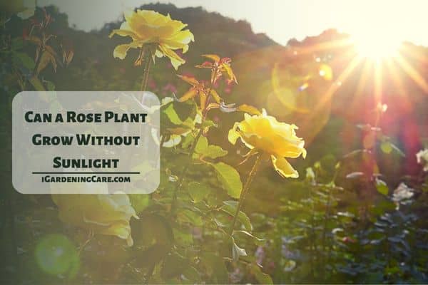Can a Rose Plant Grow Without Sunlight