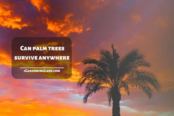 Can palm trees survive anywhere