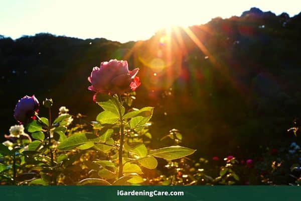 Rose and sunlight