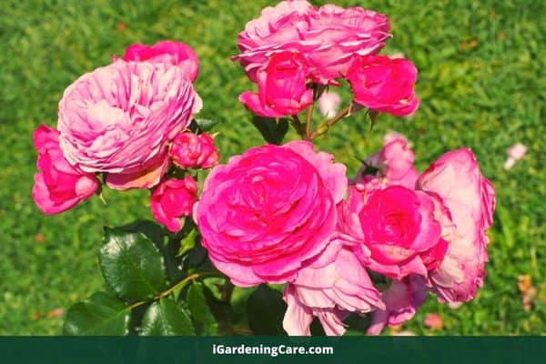 rose plant