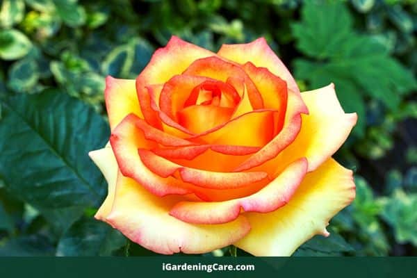 multi colour rose