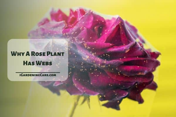 Why A Rose Plant Has Webs