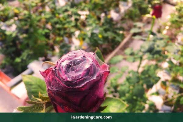 rose and spider mites