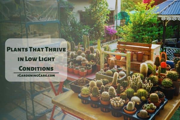 Plants That Thrive in Low Light Conditions