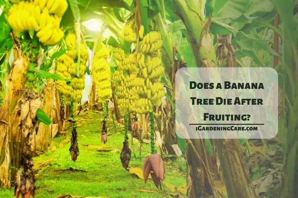 Does a Banana Tree Die After Fruiting?