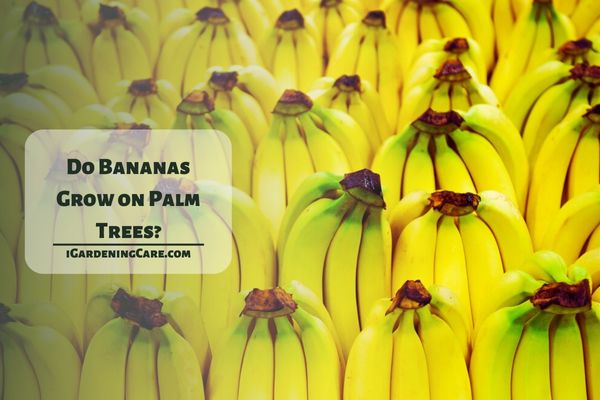 Do Bananas Grow on Palm Trees