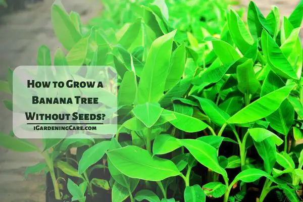 How to Grow a Banana Tree Without Seeds