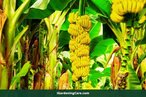 banana tree 
