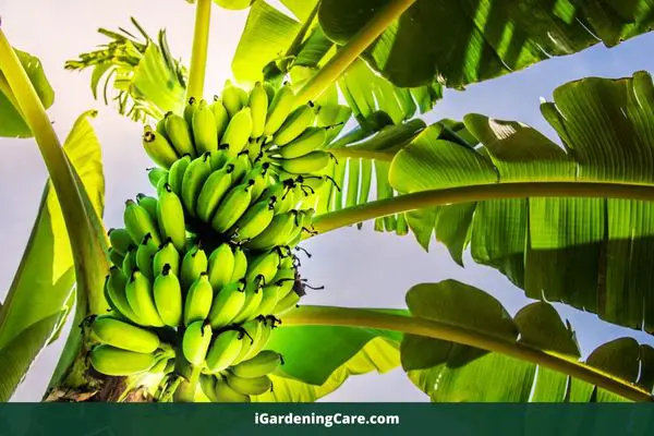 Do Bananas Grow on Palm Trees