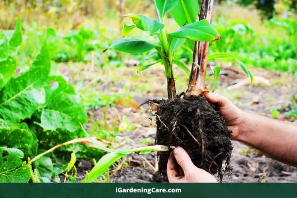 planting banana tree