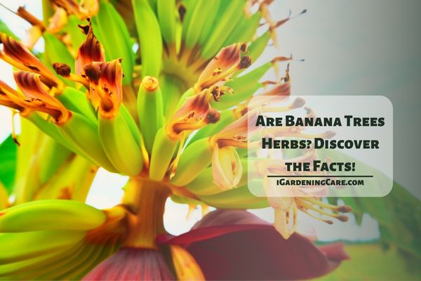 Are Banana Trees Herbs