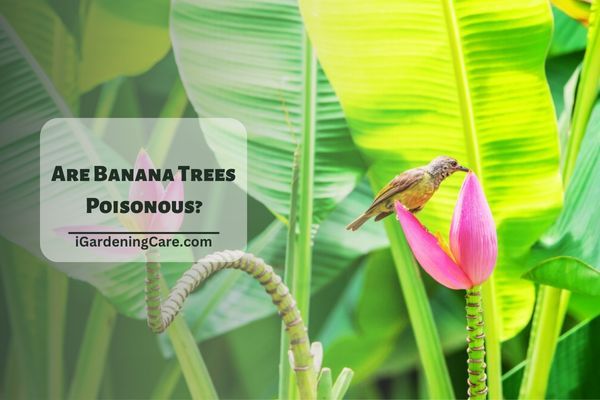 Are Banana Trees Poisonous?
