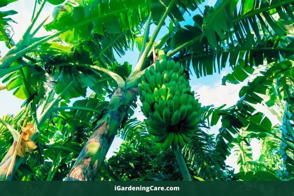 Are Banana Trees Poisonous